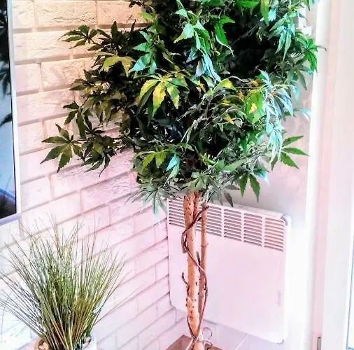 Blue Mare U Tomka Daire